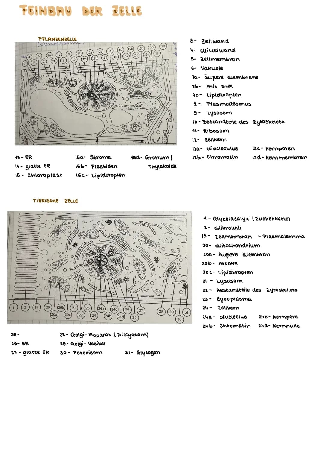 Cytologie Bio Abi