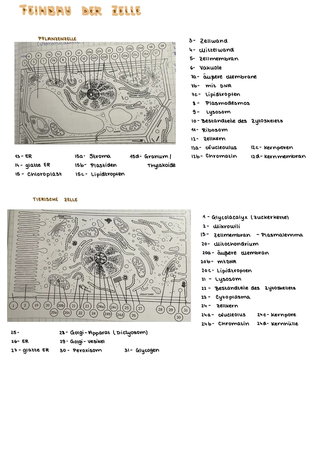 TEINBAU DER ZELLE
PFLANZENZELLE
(Amino suwe
13- ER
14- glatte ER
15- Chloroplast
15a Stroma
15b- Plastiden
15c- Lipidtropten
TIERISCHE ZELLE