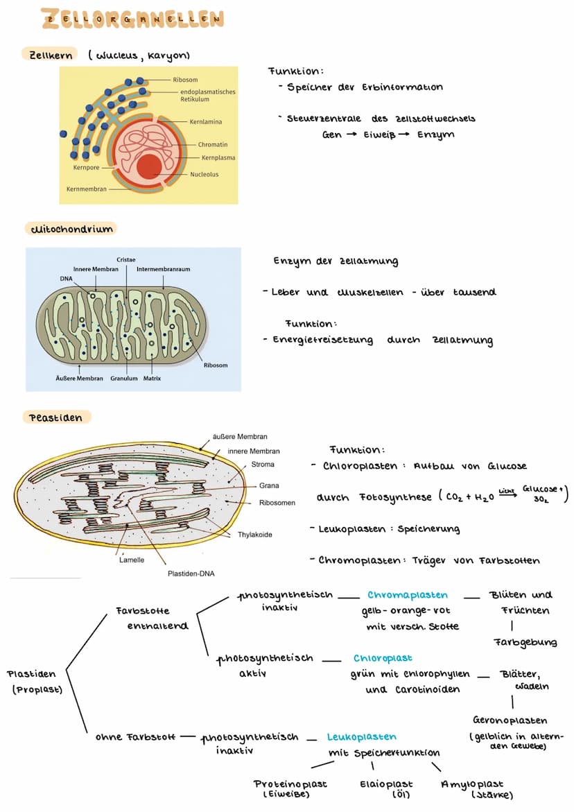 TEINBAU DER ZELLE
PFLANZENZELLE
(Amino suwe
13- ER
14- glatte ER
15- Chloroplast
15a Stroma
15b- Plastiden
15c- Lipidtropten
TIERISCHE ZELLE