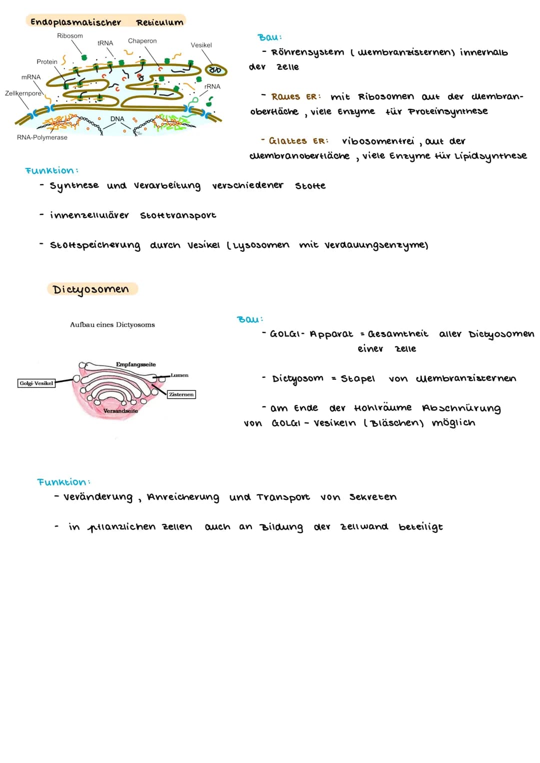 TEINBAU DER ZELLE
PFLANZENZELLE
(Amino suwe
13- ER
14- glatte ER
15- Chloroplast
15a Stroma
15b- Plastiden
15c- Lipidtropten
TIERISCHE ZELLE