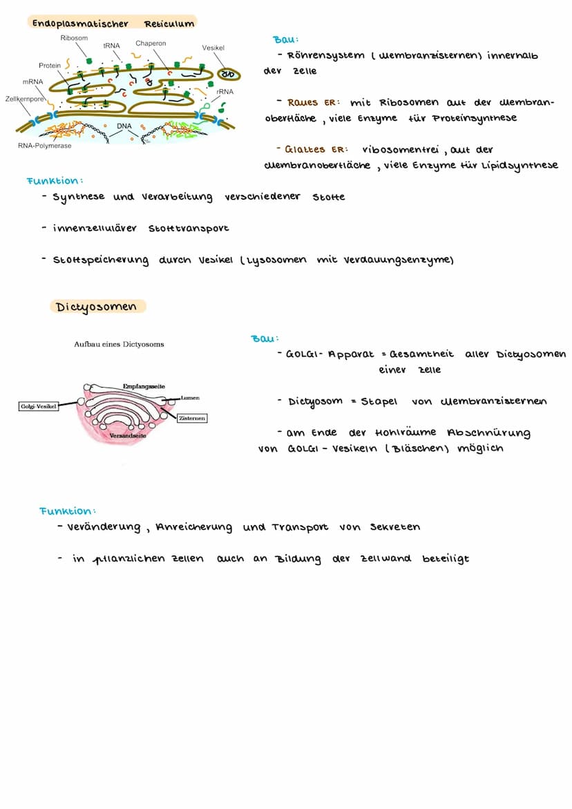 TEINBAU DER ZELLE
PFLANZENZELLE
(Amino suwe
13- ER
14- glatte ER
15- Chloroplast
15a Stroma
15b- Plastiden
15c- Lipidtropten
TIERISCHE ZELLE
