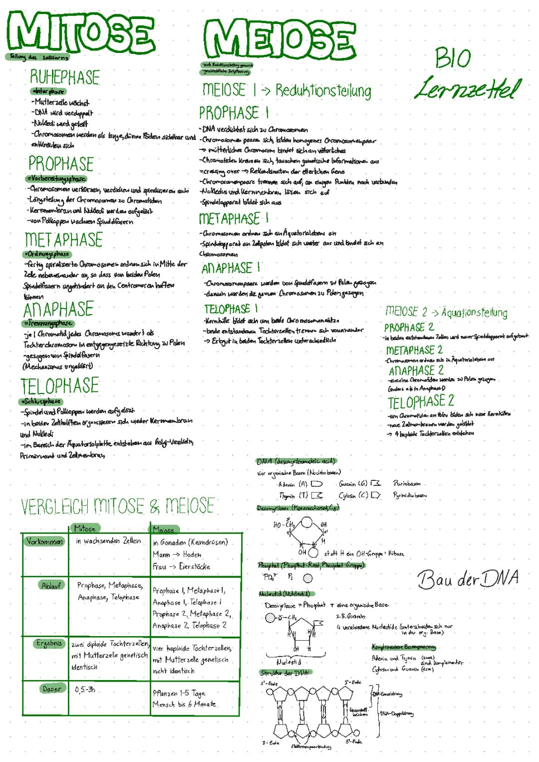 Genetik Meiose,Mitose, DNA Experimente, DNA-Replikation