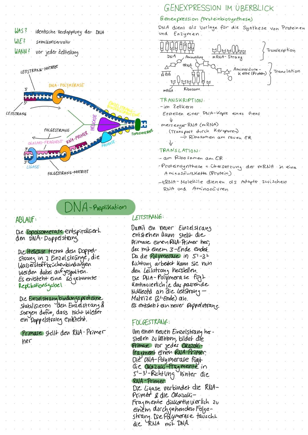 MITOSE MEIOSE
Teilung des Zelluerns
RUHEPHASE
MEIOSE → Reduktionsteilung
Inter phase
-Mutterzelle wächst
-DNA wird verdoppelt
PROPHASE I
-No