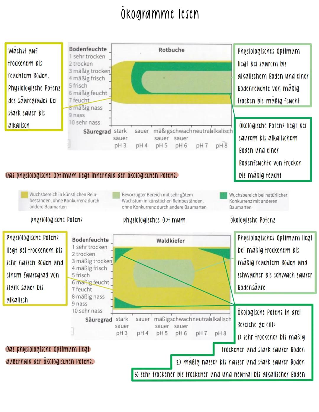 Wachst auf
trockenem bis
feuchtem Boden.
Physiologische Potenz
des Säuregrades bei
stark sauer bis
alkalisch
Bodenfeuchte
1 sehr trocken
2 t