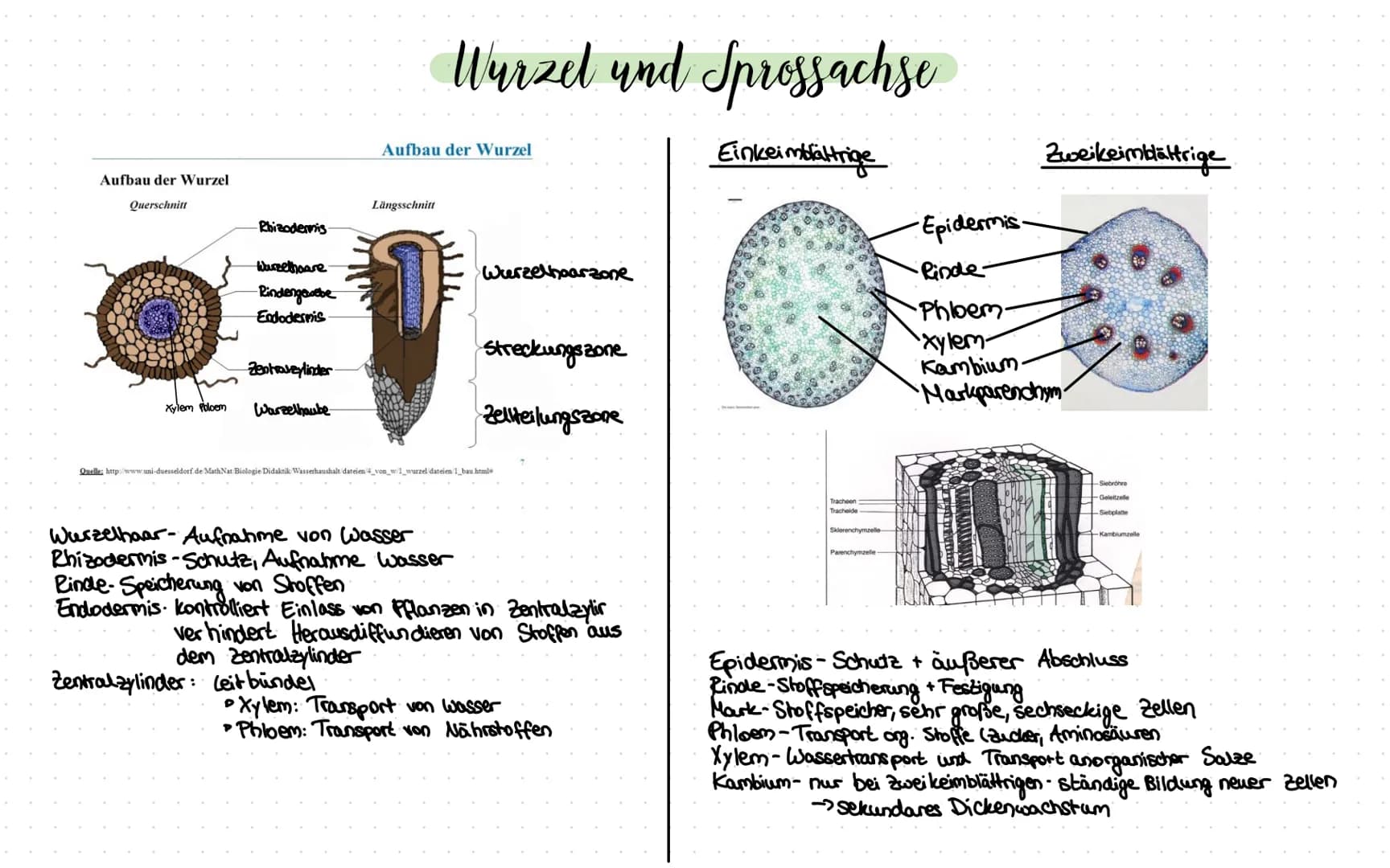 Aufbau der Wurzel
Querschnitt
Xylem Pbloem
Rhizodermis
Wurzethaare
Rindengewebe
Endodermis
Zentraszylinder
Warzelhaube
P
Wurzel und Sprossac