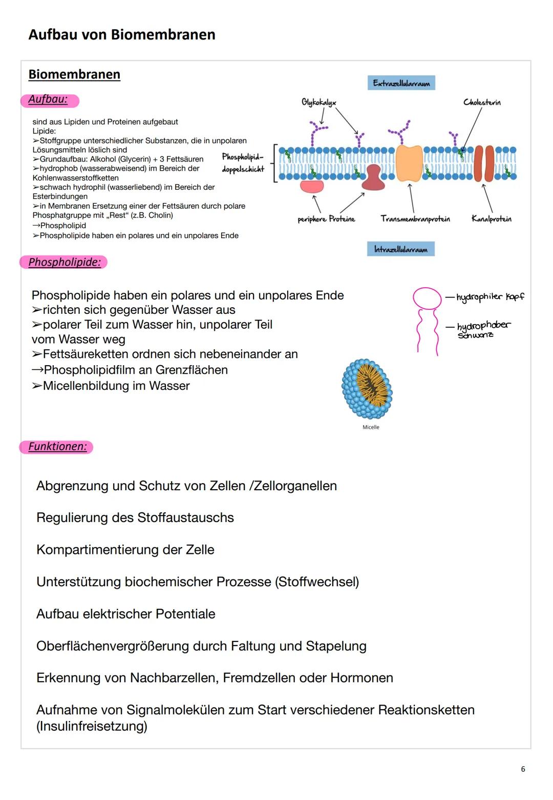 ZELL
ΒΙΟ
LOGIE ZELL
ΒΙΟ
LOGIE C
Zellbiologie
Die Zelle
Eine Zelle (lateinisch cellula ,kleine Kammer, Zelle') ist die kleinste lebende Einhe