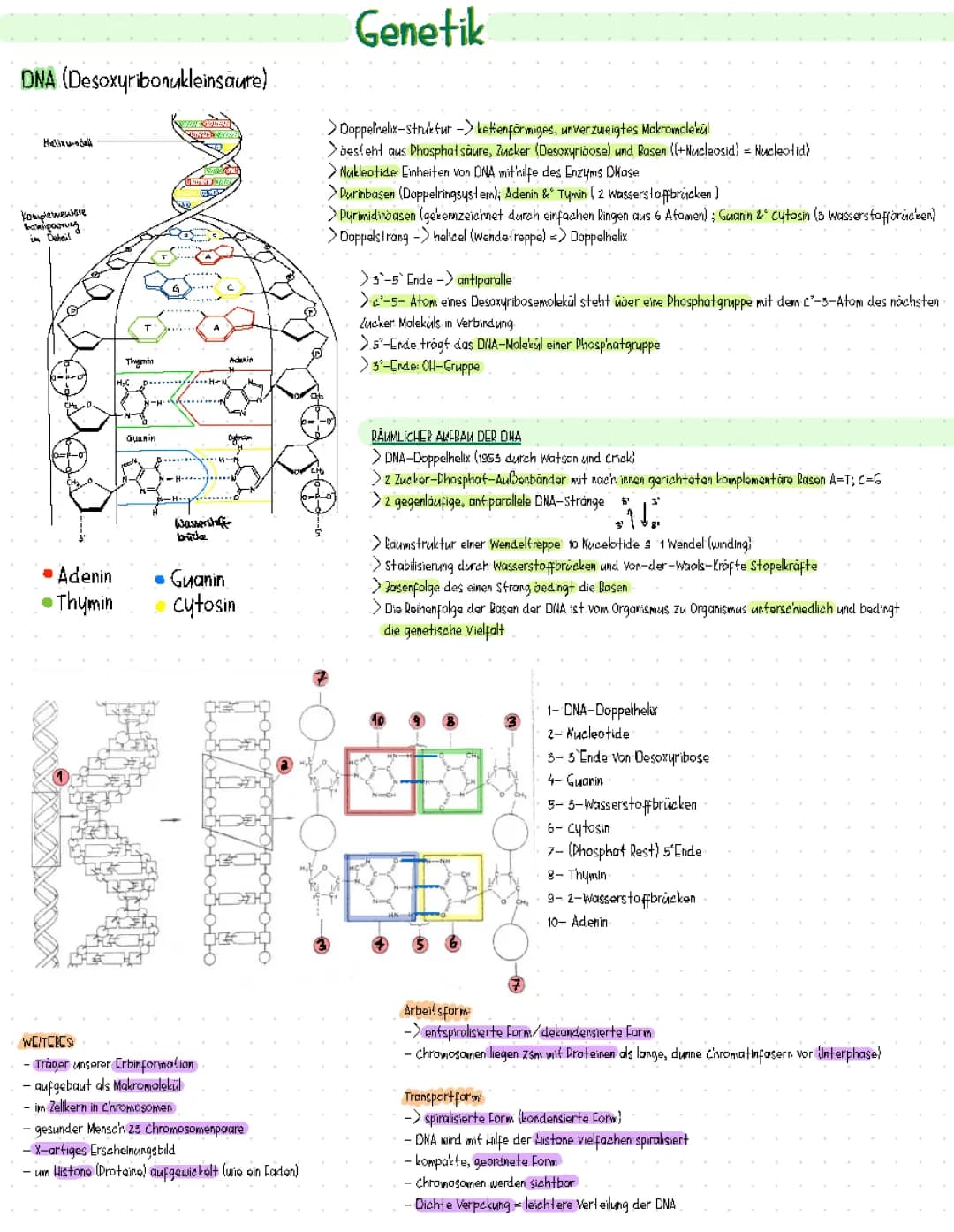 DNA (Aufbau, Arbeits- &‘ Strukturform)