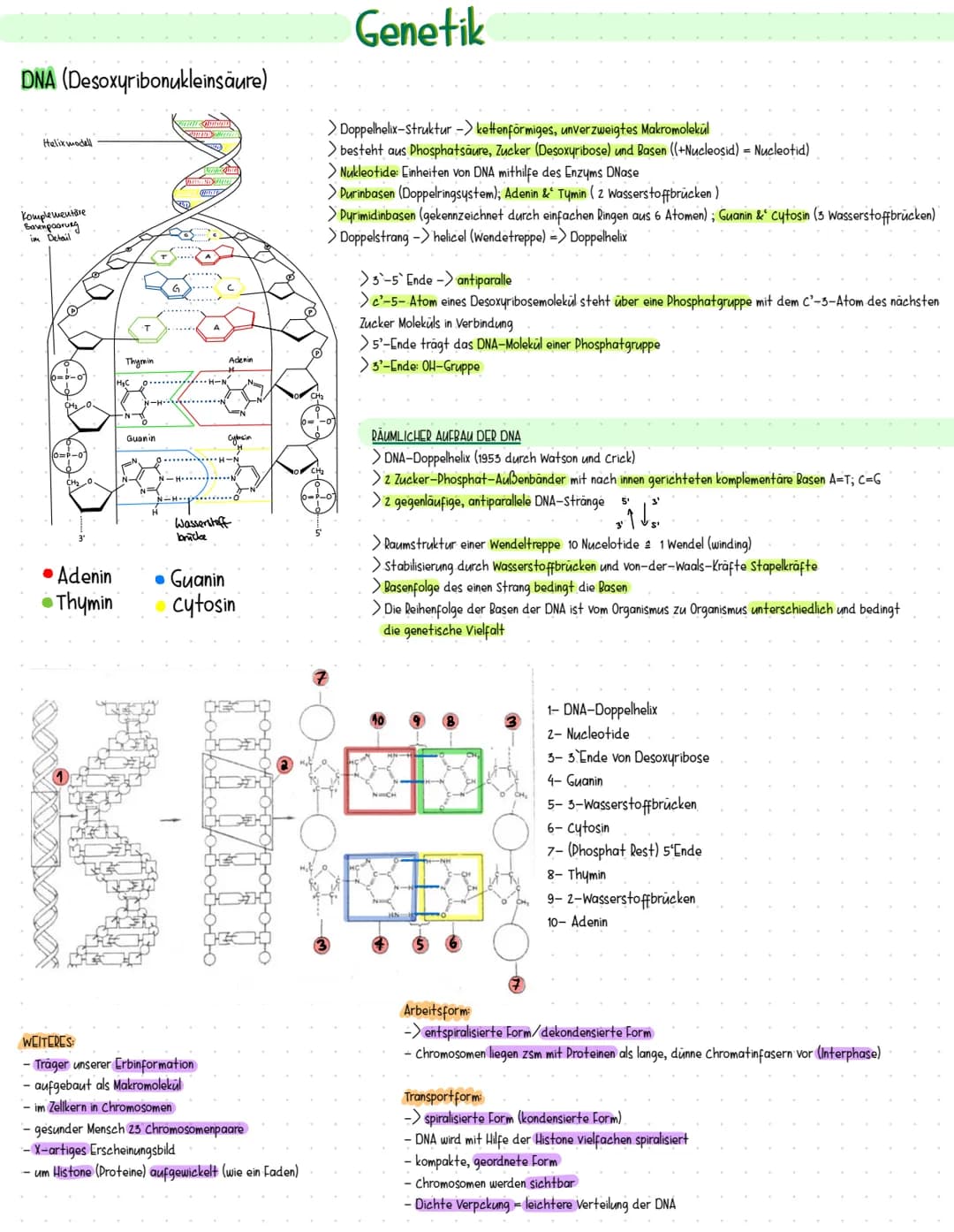 DNA (Desoxyribonukleinsäure)
Helix modell
Komplementare
Basenpaarung
im Detail
• Adenin
Thymin
●
Thymin
H₂C
0
Guanin
TECHN
Adenin
0 H-N
-HN
