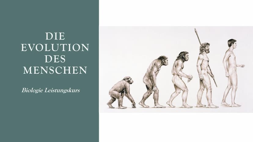 DIE
EVOLUTION
DES
MENSCHEN
Biologie Leistungskurs GLIEDERUNG
1. Evolution des Menschen einfach erklärt
2. Der Mensch und der Menschenaffe
3.