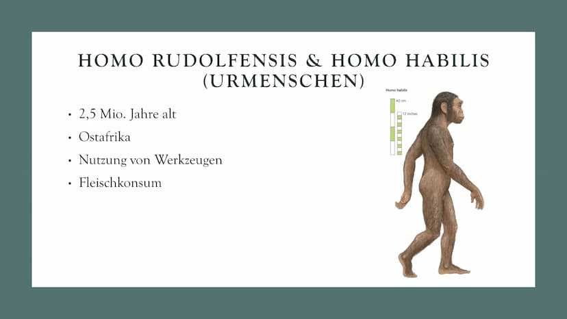 DIE
EVOLUTION
DES
MENSCHEN
Biologie Leistungskurs GLIEDERUNG
1. Evolution des Menschen einfach erklärt
2. Der Mensch und der Menschenaffe
3.