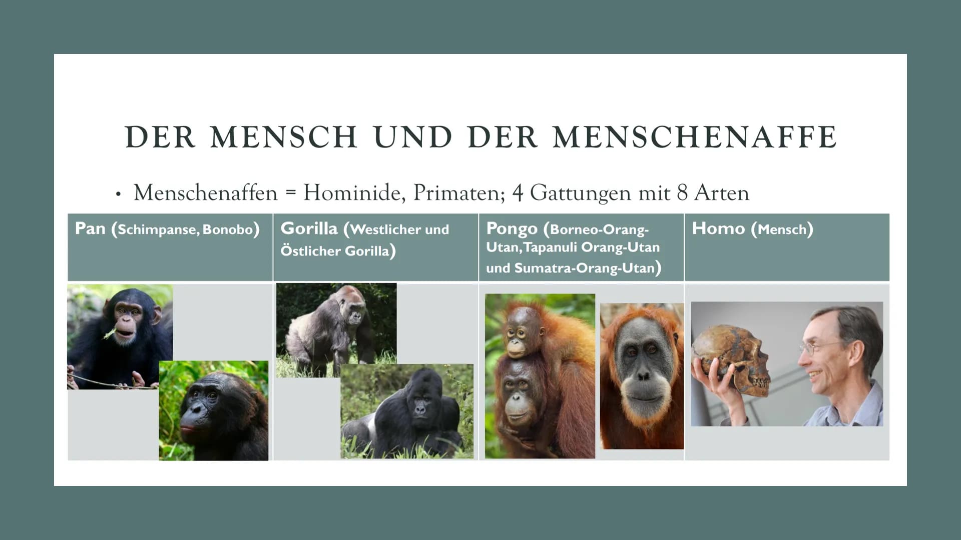 DIE
EVOLUTION
DES
MENSCHEN
Biologie Leistungskurs GLIEDERUNG
1. Evolution des Menschen einfach erklärt
2. Der Mensch und der Menschenaffe
3.