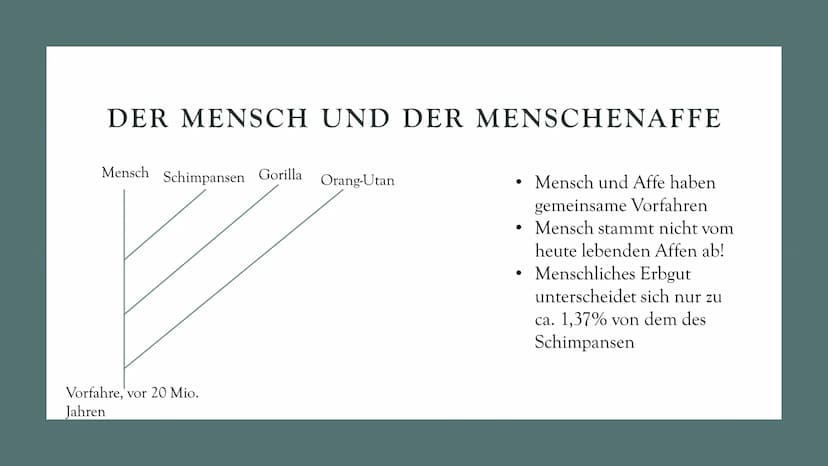DIE
EVOLUTION
DES
MENSCHEN
Biologie Leistungskurs GLIEDERUNG
1. Evolution des Menschen einfach erklärt
2. Der Mensch und der Menschenaffe
3.