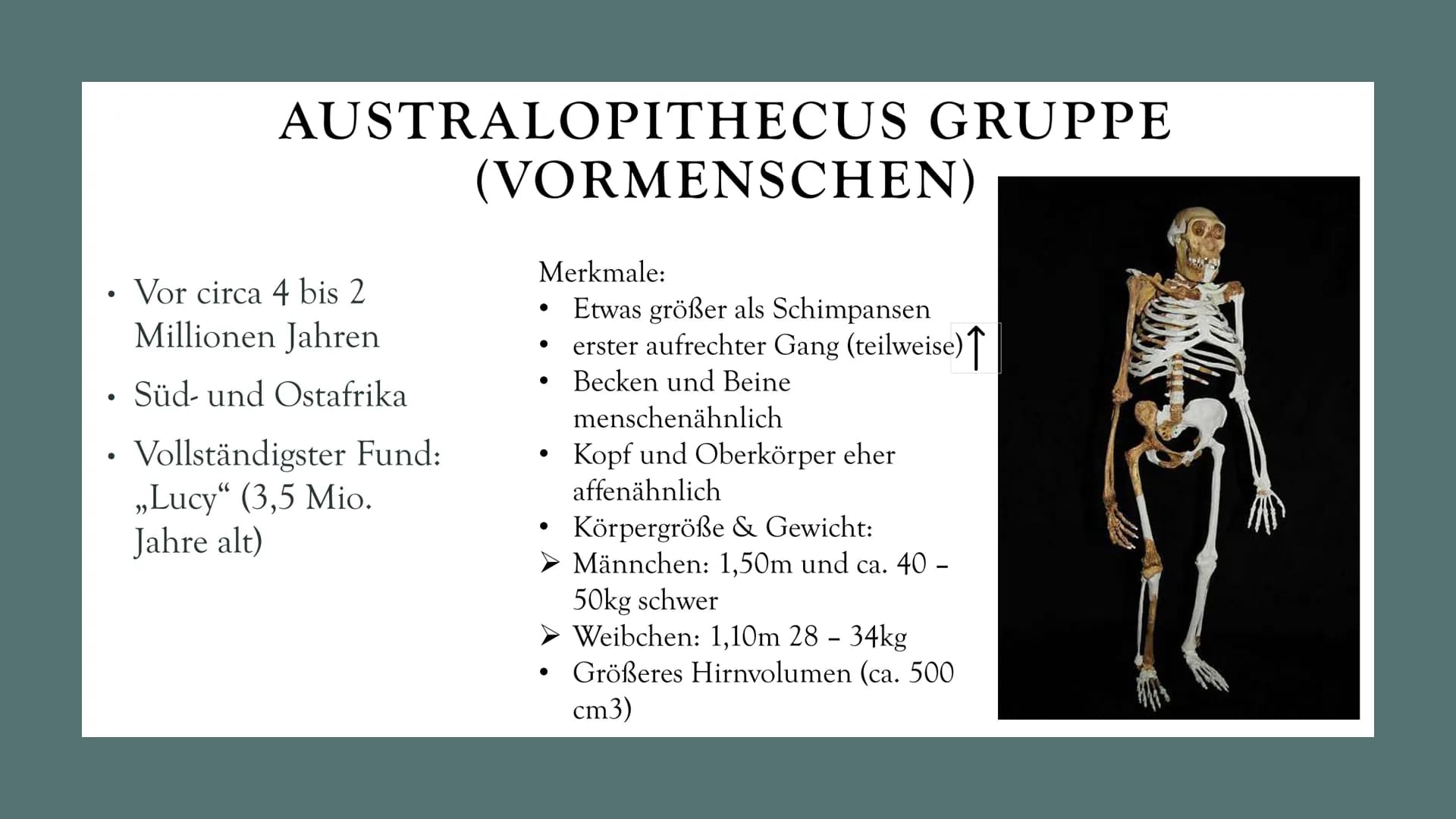 DIE
EVOLUTION
DES
MENSCHEN
Biologie Leistungskurs GLIEDERUNG
1. Evolution des Menschen einfach erklärt
2. Der Mensch und der Menschenaffe
3.