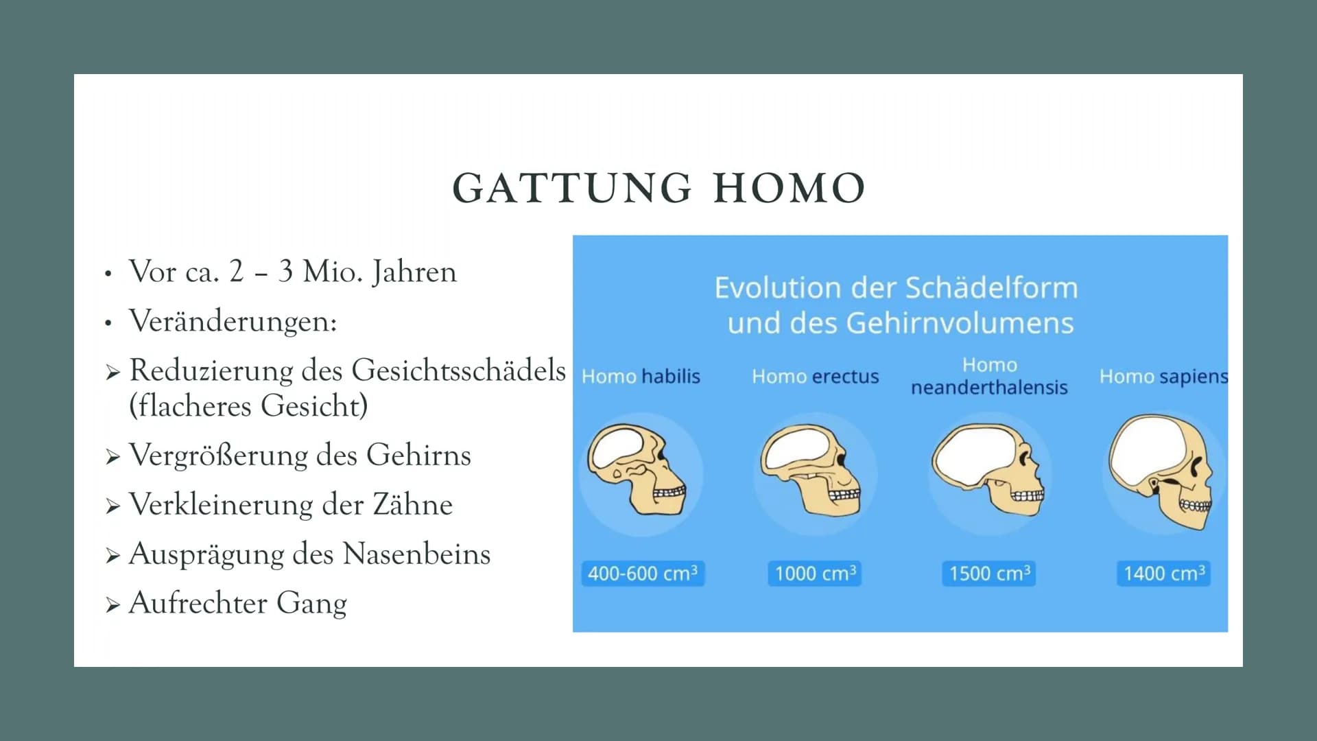 DIE
EVOLUTION
DES
MENSCHEN
Biologie Leistungskurs GLIEDERUNG
1. Evolution des Menschen einfach erklärt
2. Der Mensch und der Menschenaffe
3.