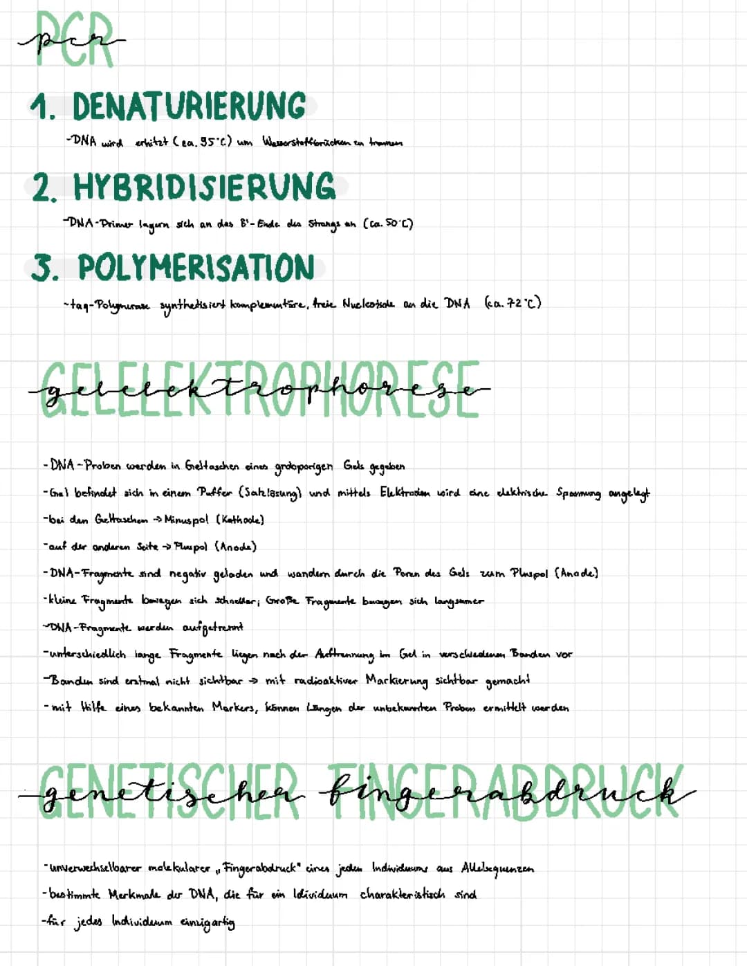 PCR und Gelelektrophorese 