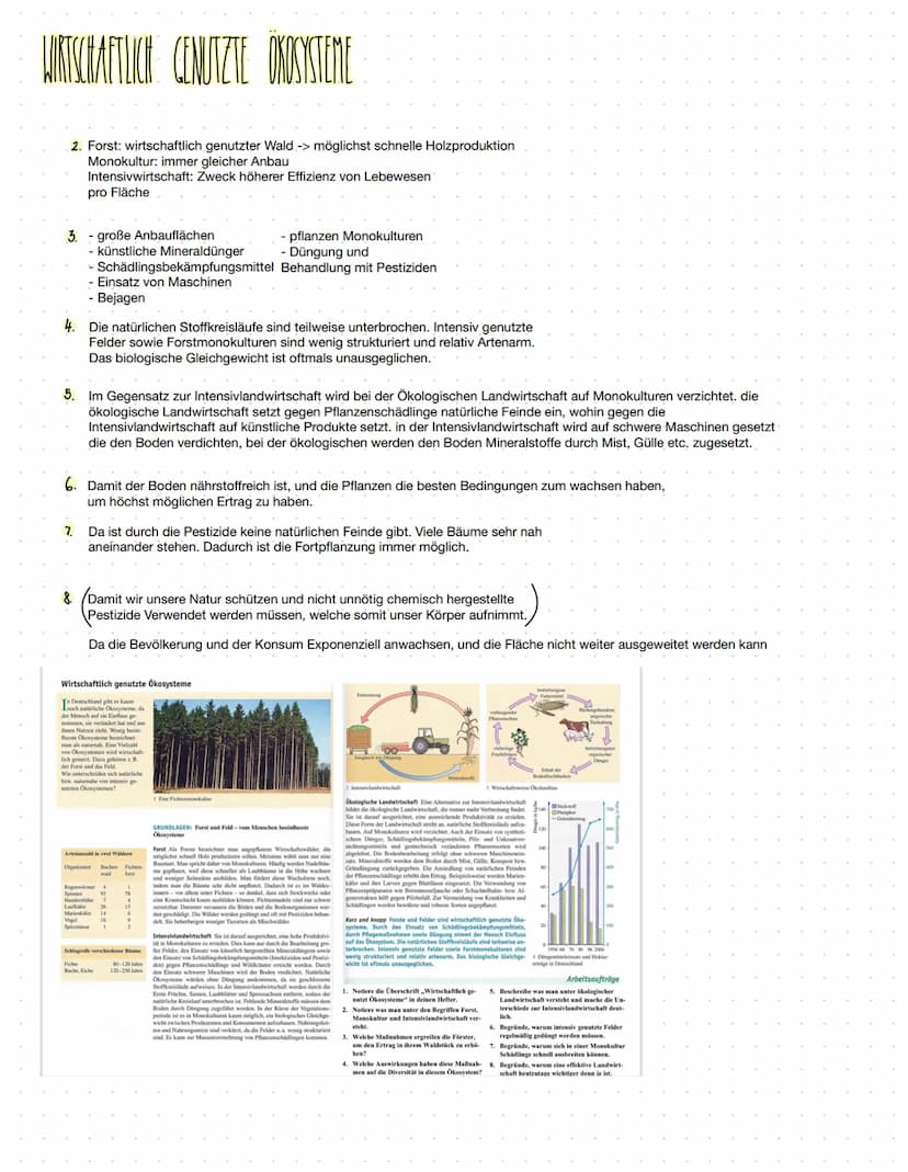 WIRTSCHAFTLICH GENUTZTE ÖKOSYSTEME
2. Forst: wirtschaftlich genutzter Wald -> möglichst schnelle Holzproduktion
Monokultur: immer gleicher A