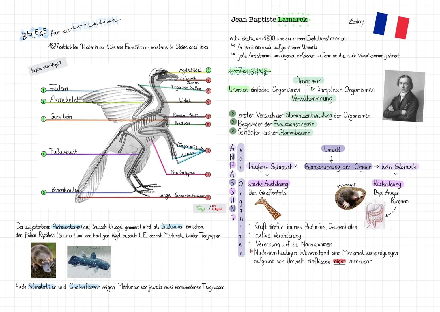BELEGE für die evocation
Reptil oder Vögel?
2
3
1877 entdeckten Arbeiter in der Nähe von Eichstätt das versteinerte Steine eines Tieres.
5
F
