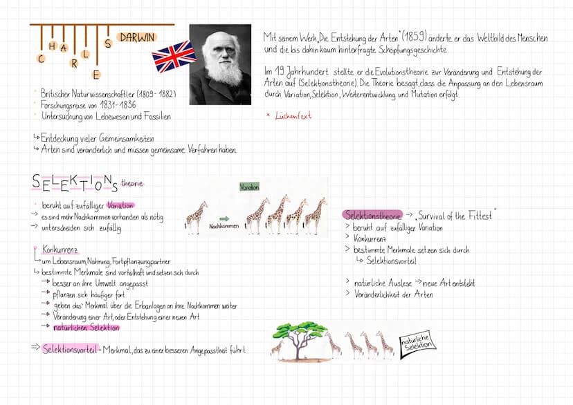 BELEGE für die evocation
Reptil oder Vögel?
2
3
1877 entdeckten Arbeiter in der Nähe von Eichstätt das versteinerte Steine eines Tieres.
5
F