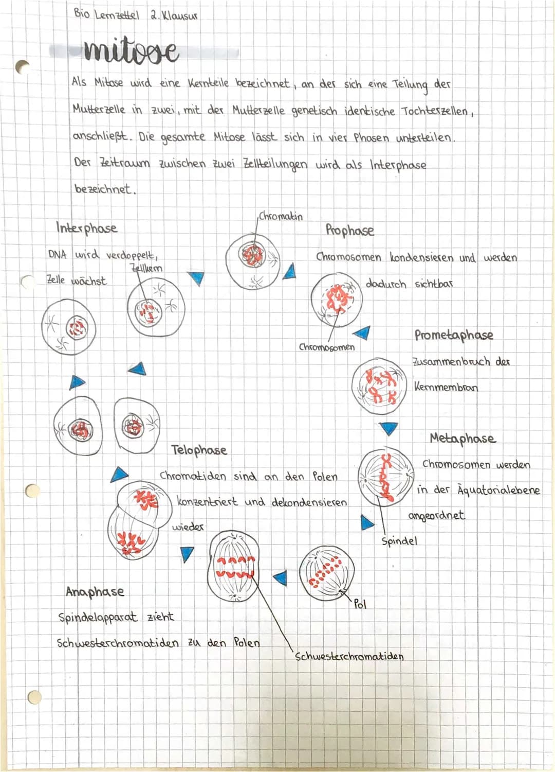 Molekulargenetik 