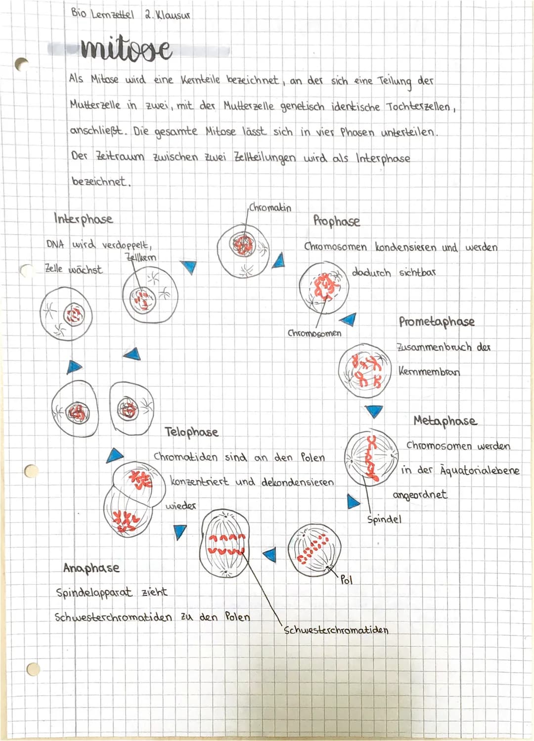 Bio Lemzettel 2. Klausur
*
mitove
Als Mitose wird eine Kernteile bezeichnet, an der sich eine
Teilung der
Mutterzelle in zwei, mit der Mutte