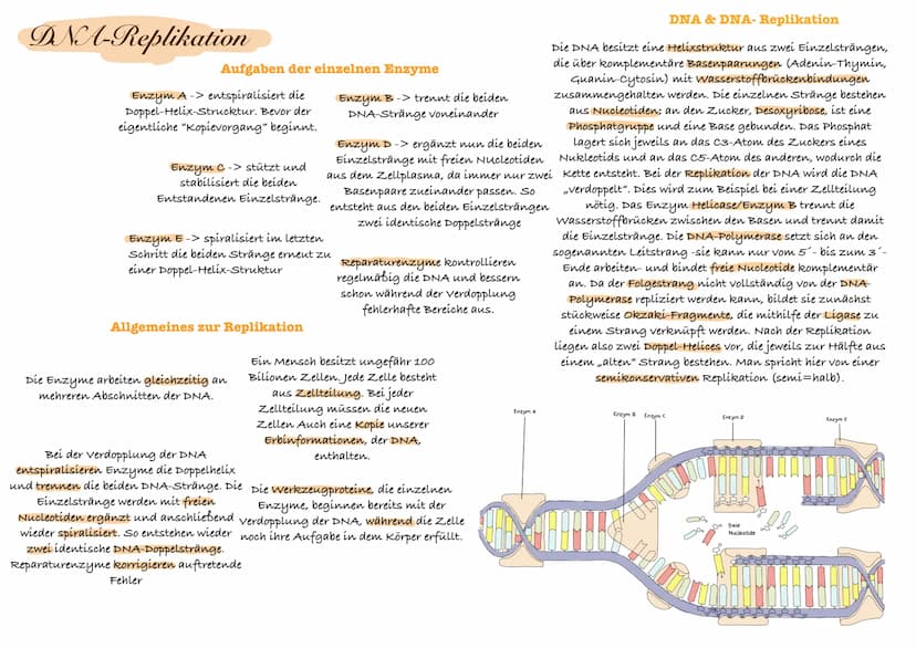 O Phosphat
O
Zucker (Desoxyribose)
Adenin (
Thymin
Cytosin
Guanin
с
T
organische Base
Adenin Thymin
Cytosin Guanin
Bestandteile eines
Nucleo