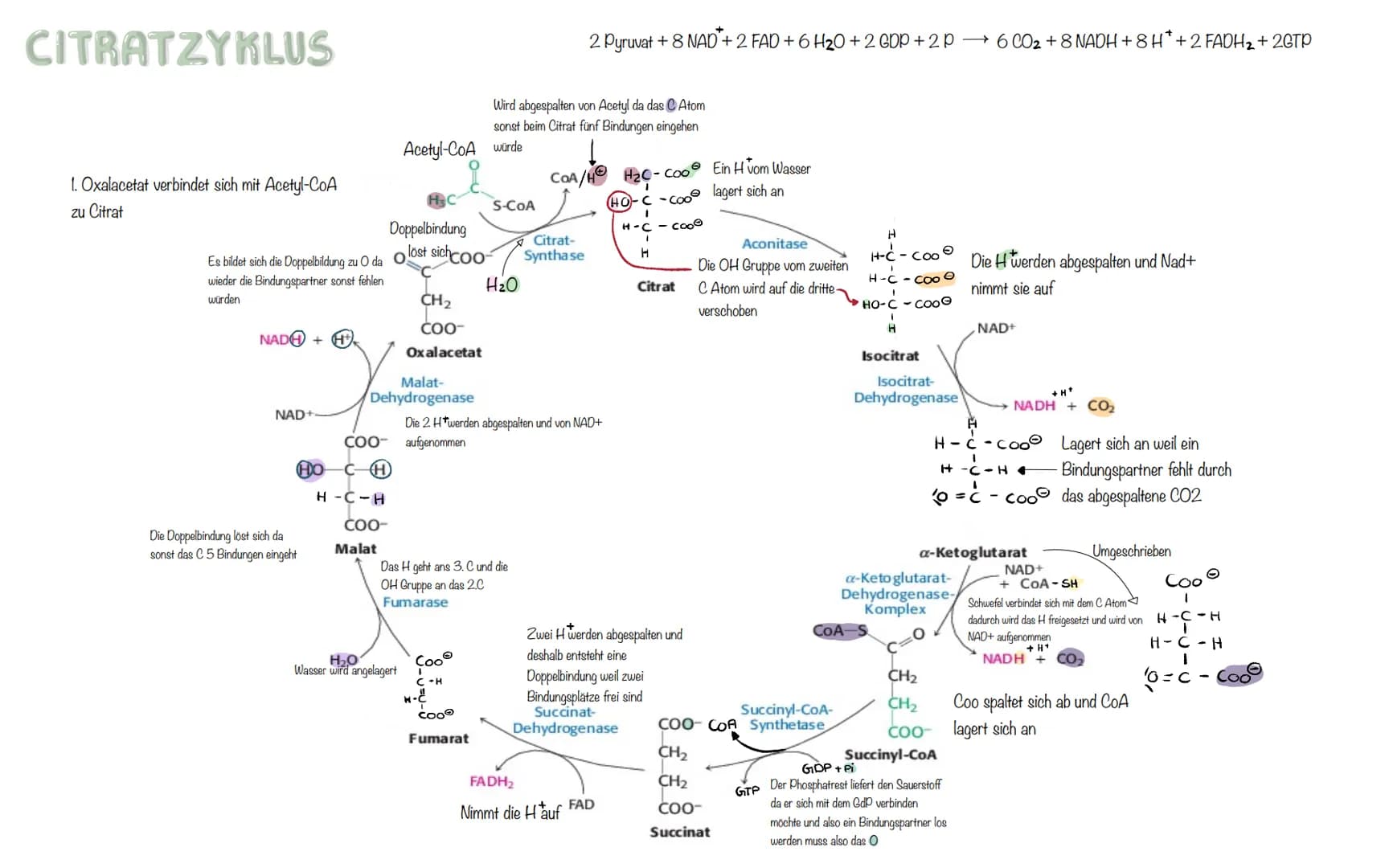 CITRATZYKLUS
1. Oxalacetat verbindet sich mit Acetyl-CoA
zu Citrat
Doppelbindung
Es bildet sich die Doppelbildung zu O da Olost sich coo
wie