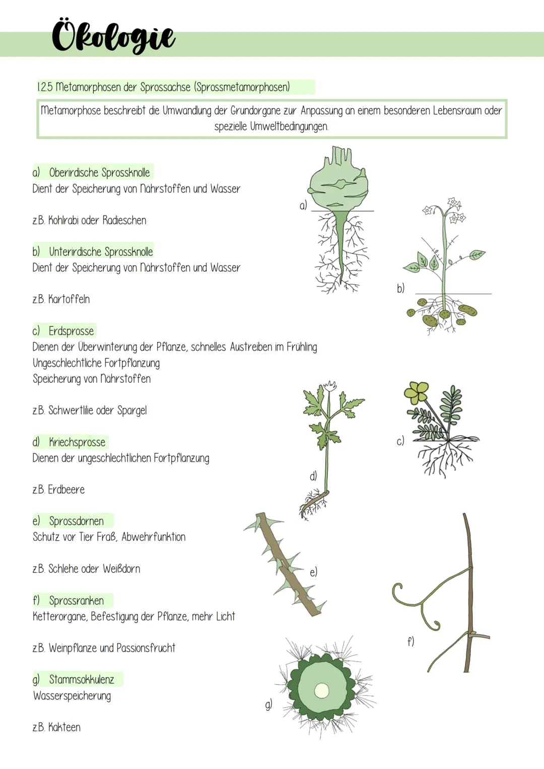 Ökologie
1 Lebensprozesse grüner Pflanzen
Es gibt schätzungsweise 250 000 verschiedene Arten von Pflanzen, welche in folgendes Schema einzuo