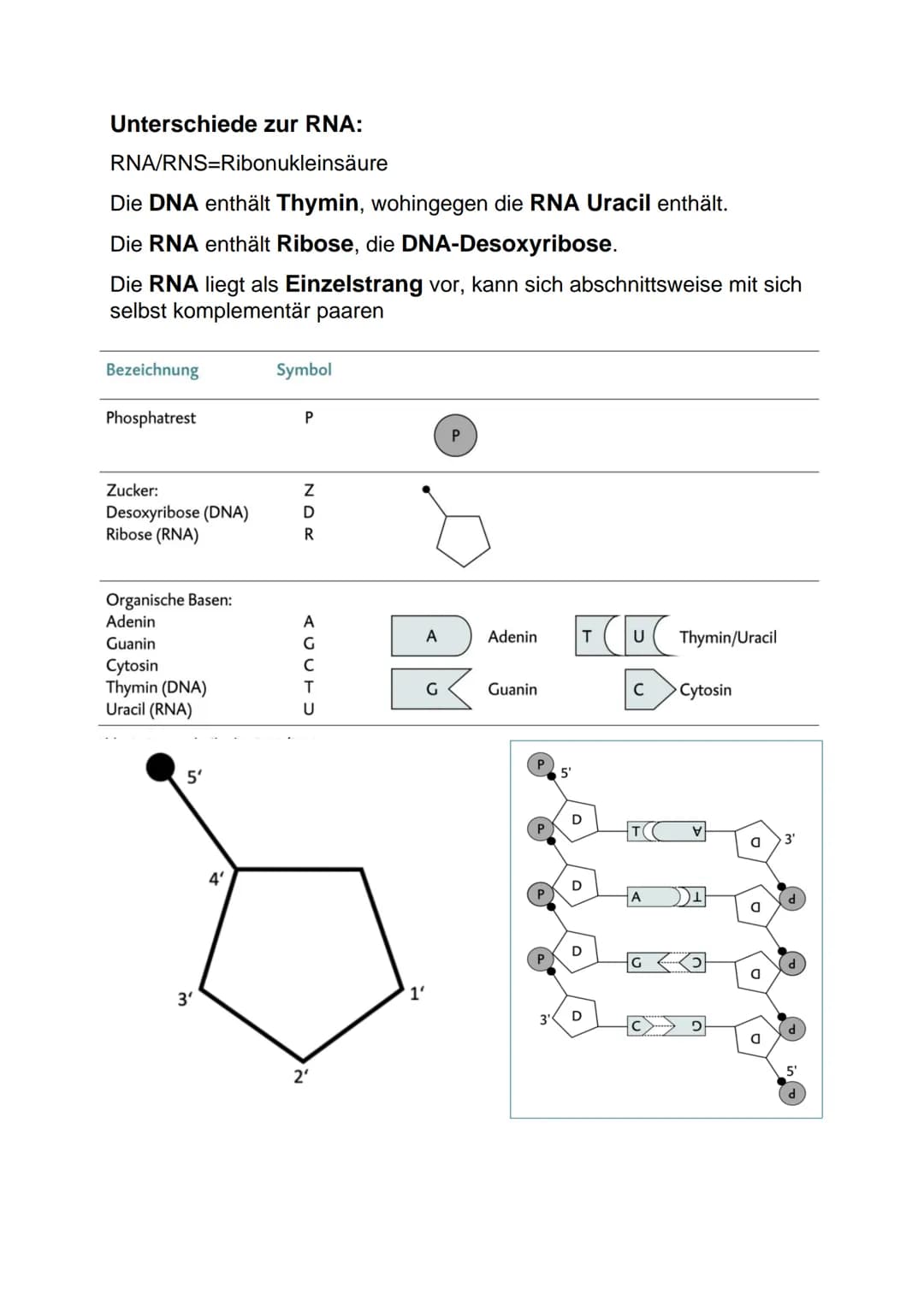 Lernblatt Biologie DNA: Aufbau
DNA= deoxyribonucleic acid
DNS Desoxyribonucleinsäure
Aufbau der DNA:
● Phosphatrest
●
Zucker Desoxyribose (i
