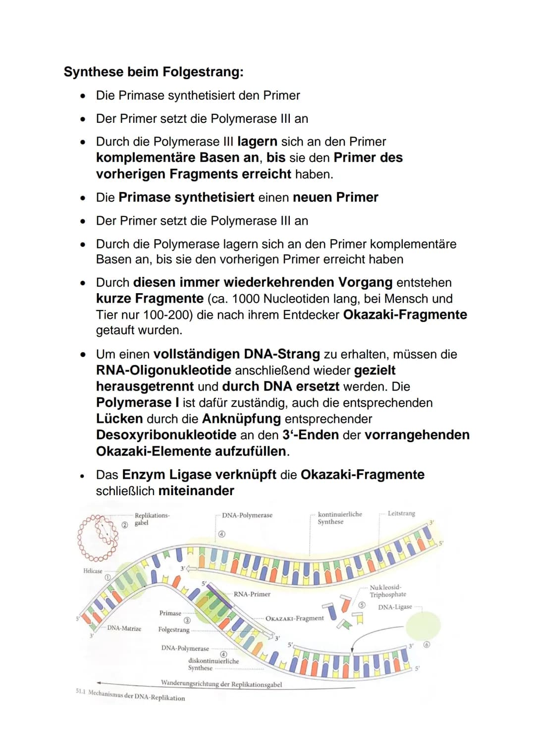 Lernblatt Biologie DNA: Aufbau
DNA= deoxyribonucleic acid
DNS Desoxyribonucleinsäure
Aufbau der DNA:
● Phosphatrest
●
Zucker Desoxyribose (i