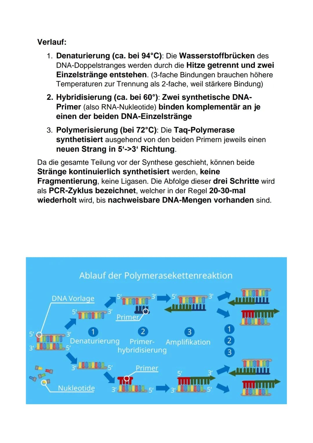 Lernblatt Biologie DNA: Aufbau
DNA= deoxyribonucleic acid
DNS Desoxyribonucleinsäure
Aufbau der DNA:
● Phosphatrest
●
Zucker Desoxyribose (i