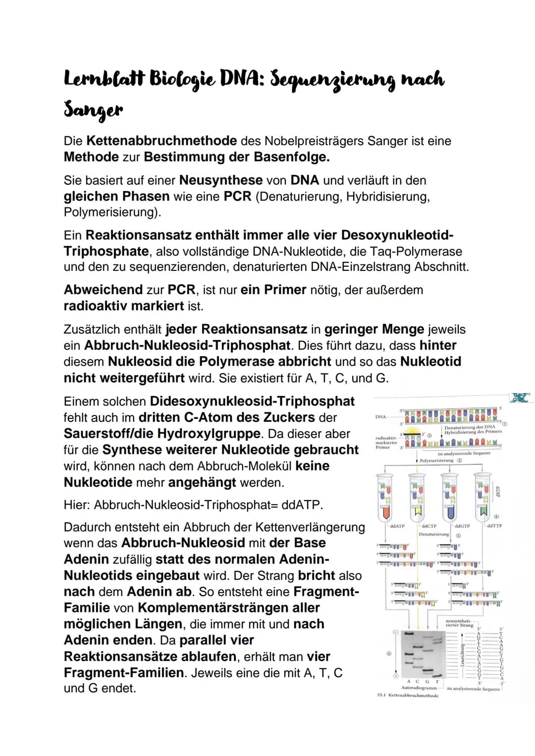 Lernblatt Biologie DNA: Aufbau
DNA= deoxyribonucleic acid
DNS Desoxyribonucleinsäure
Aufbau der DNA:
● Phosphatrest
●
Zucker Desoxyribose (i