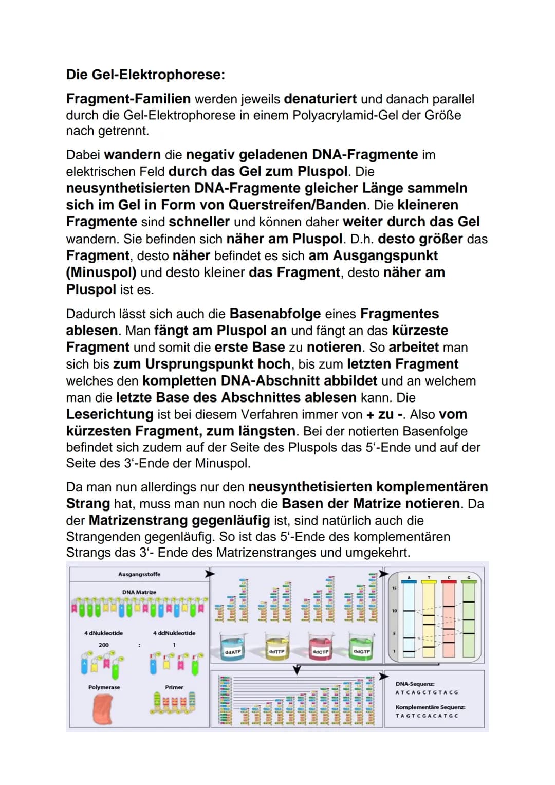Lernblatt Biologie DNA: Aufbau
DNA= deoxyribonucleic acid
DNS Desoxyribonucleinsäure
Aufbau der DNA:
● Phosphatrest
●
Zucker Desoxyribose (i