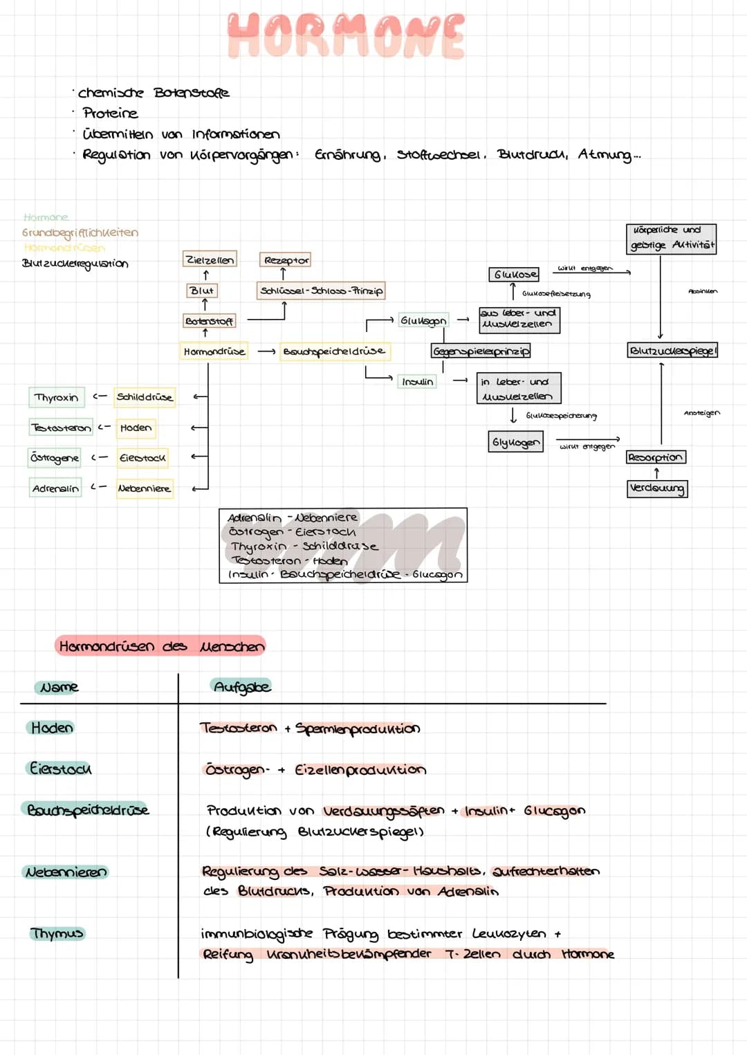 Hormone
·chemische Botenstoffe
• Proteine
• übermitteln von Informationen
Regulation von Körpervorgängen: Ernährung, Stoffwechsel, Blutdruck