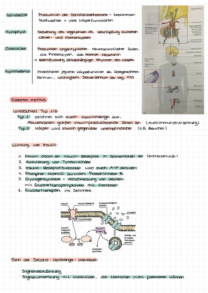Hormone
·chemische Botenstoffe
• Proteine
• übermitteln von Informationen
Regulation von Körpervorgängen: Ernährung, Stoffwechsel, Blutdruck