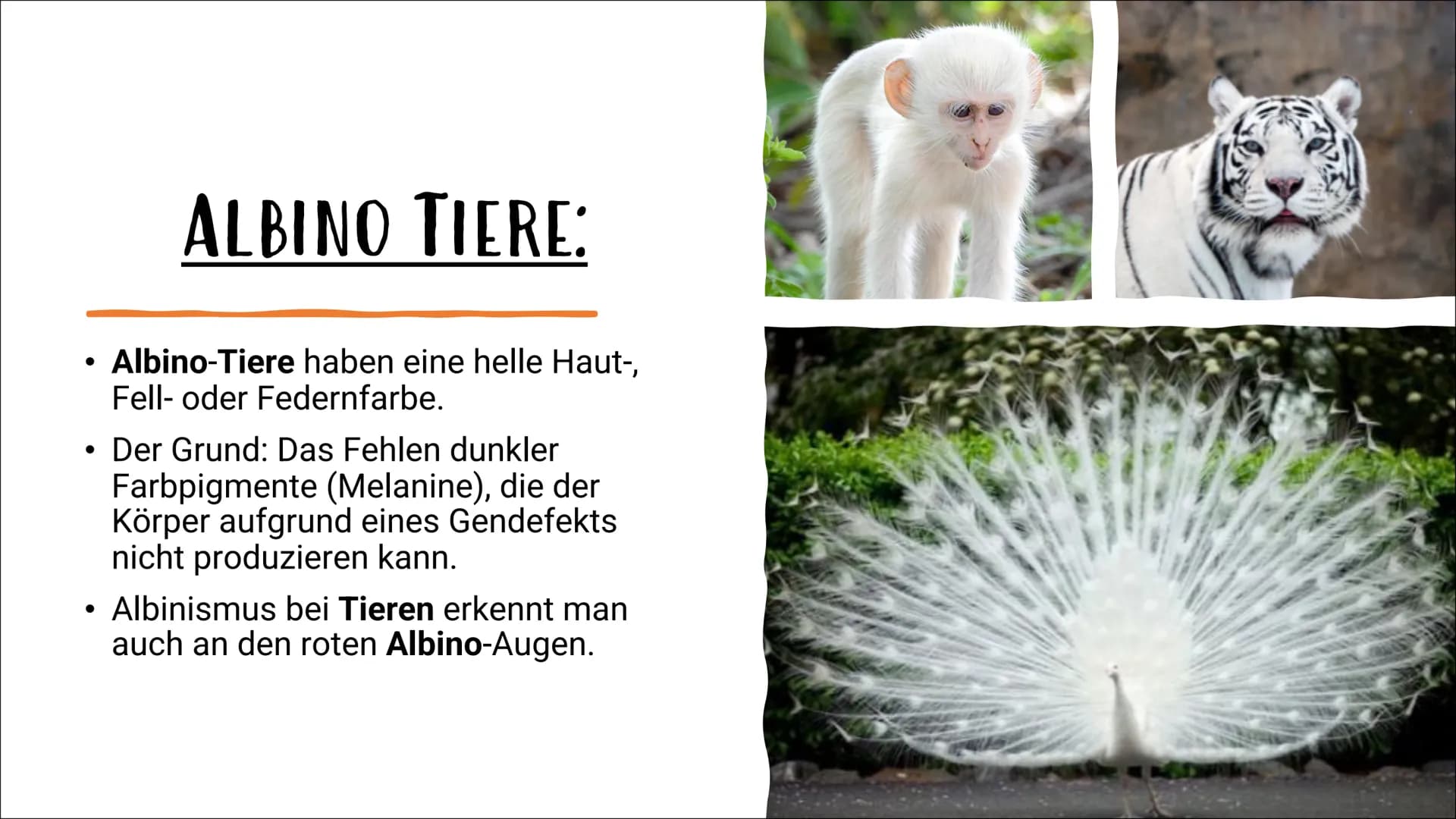 ALBINISMUS
BY
VON IPEK UND LABINA AGENDA:
Was ist Albinismus?
Albino Menschen
Albino Tiere
Familienbaumstamm der Albinus
Symptome und Beschw