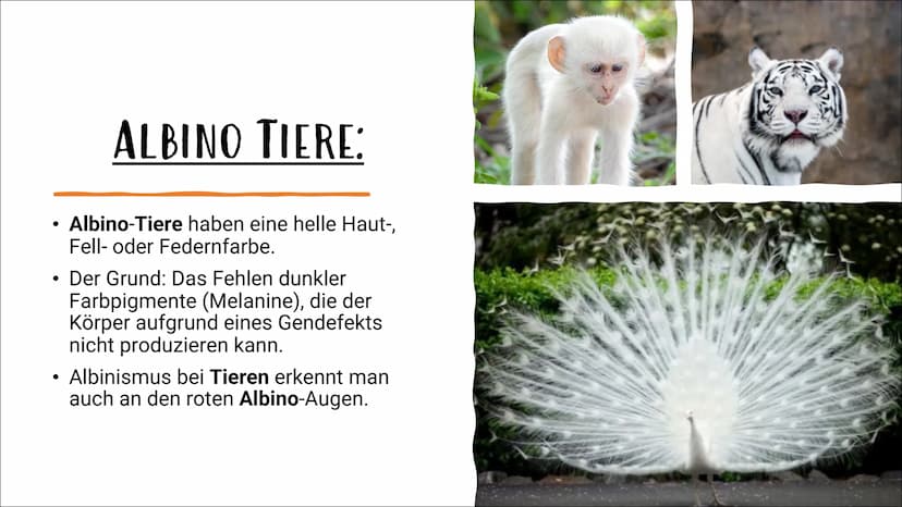 ALBINISMUS
BY
VON IPEK UND LABINA AGENDA:
Was ist Albinismus?
Albino Menschen
Albino Tiere
Familienbaumstamm der Albinus
Symptome und Beschw
