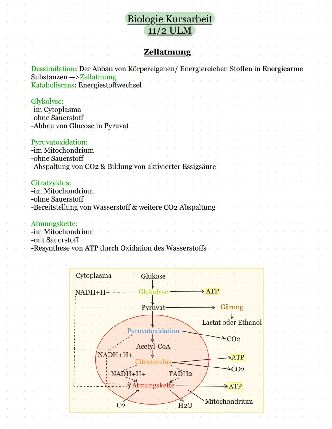 Dessimilation: Der Abbau von Körpereigenen/ Energiereichen Stoffen in Energiearme
Substanzen->Zellatmung
Katabolismus: Energiestoffwechsel
G