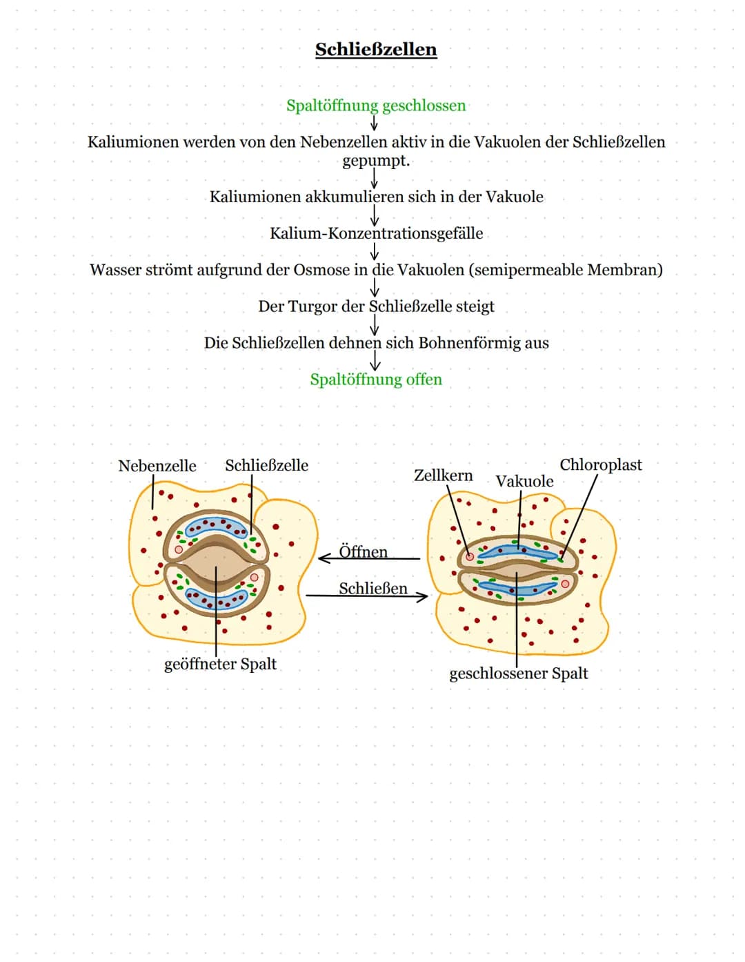 Dessimilation: Der Abbau von Körpereigenen/ Energiereichen Stoffen in Energiearme
Substanzen->Zellatmung
Katabolismus: Energiestoffwechsel
G