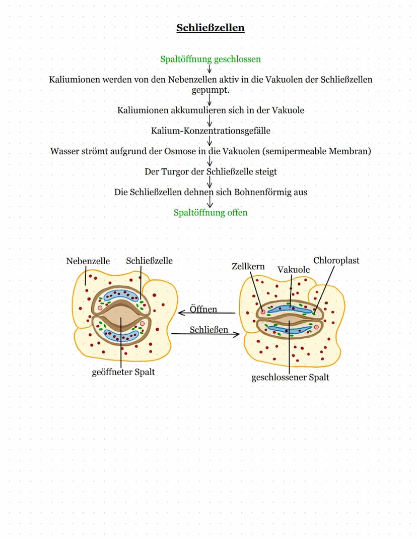 Dessimilation: Der Abbau von Körpereigenen/ Energiereichen Stoffen in Energiearme
Substanzen->Zellatmung
Katabolismus: Energiestoffwechsel
G
