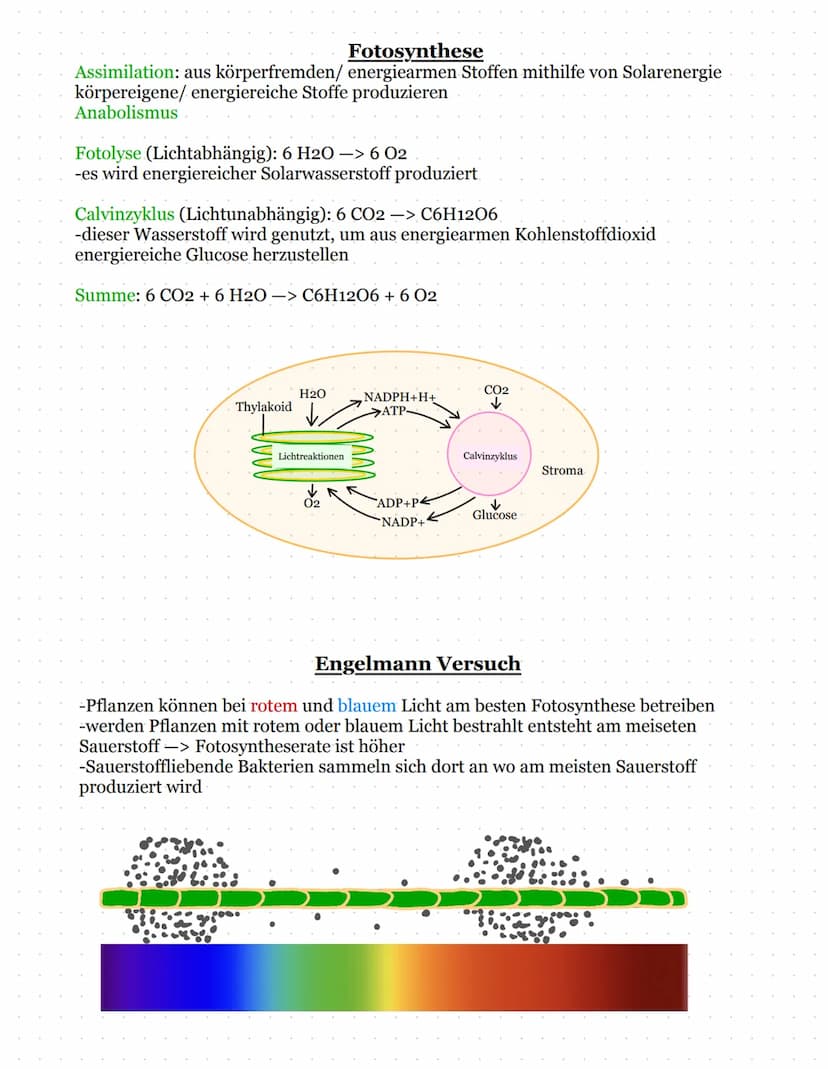 Dessimilation: Der Abbau von Körpereigenen/ Energiereichen Stoffen in Energiearme
Substanzen->Zellatmung
Katabolismus: Energiestoffwechsel
G