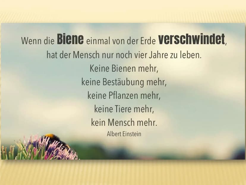 1. Insektensterben
Warum brauchen wir Insekten?
➤ Tragende Rolle in vielen Ökosystemen der Erde
➤ Besetzen wichtige Schlüsselpositionen:
● B