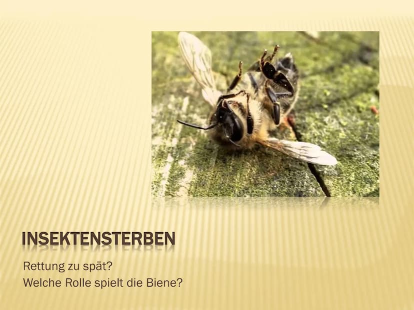 1. Insektensterben
Warum brauchen wir Insekten?
➤ Tragende Rolle in vielen Ökosystemen der Erde
➤ Besetzen wichtige Schlüsselpositionen:
● B