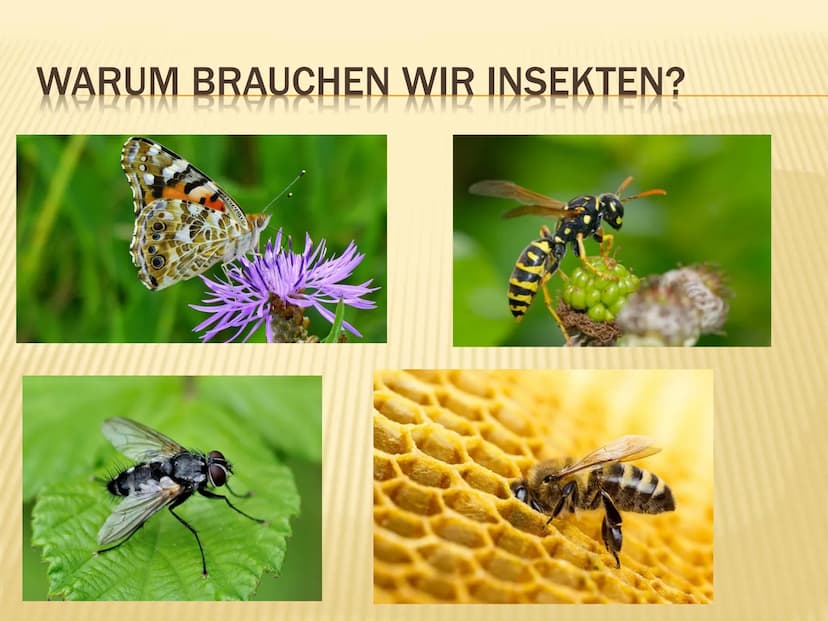 1. Insektensterben
Warum brauchen wir Insekten?
➤ Tragende Rolle in vielen Ökosystemen der Erde
➤ Besetzen wichtige Schlüsselpositionen:
● B