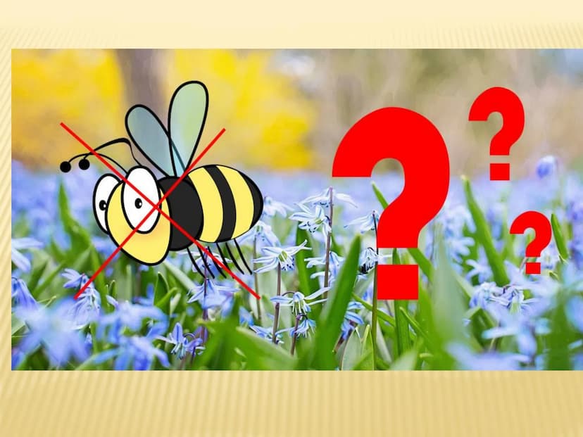 1. Insektensterben
Warum brauchen wir Insekten?
➤ Tragende Rolle in vielen Ökosystemen der Erde
➤ Besetzen wichtige Schlüsselpositionen:
● B