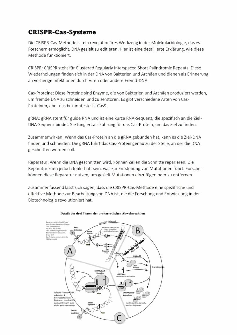 Stammbaumanalyse
= Ziel einer Stammbaumanalyse ist es die Genotypen Zuordnung bei gegebenen Phänotypen.
Zum Beispiel: im Rahmen der genetisc