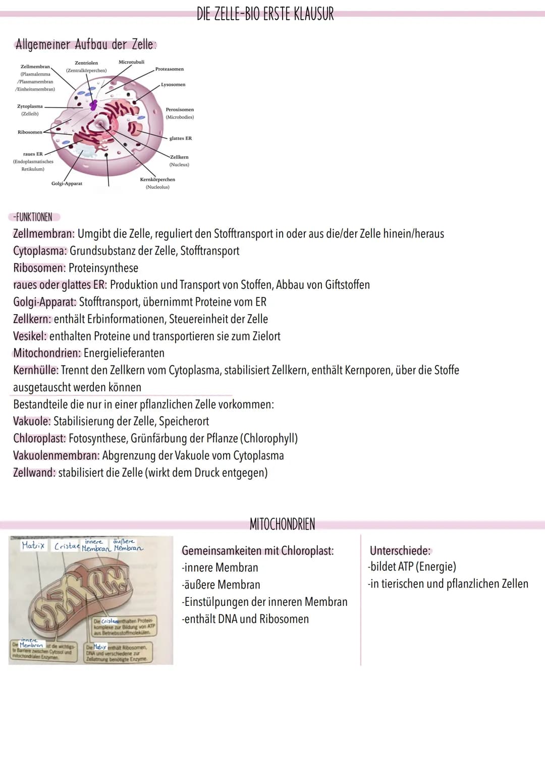 Allgemeiner Aufbau der Zelle:
Zentriolen
(Zentralkörperchen)
Zellmembran.
(Plasmalemma
/Plasmamembran
/Einheitsmembran)
Zytoplasma
(Zelleib)