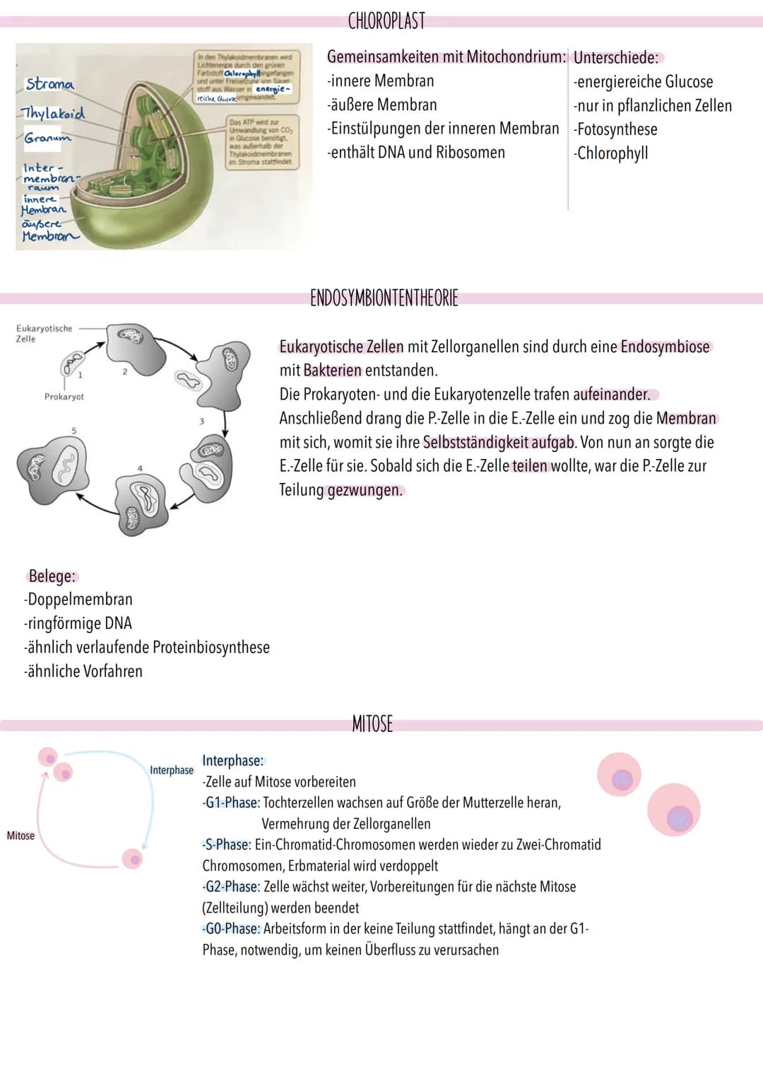 Allgemeiner Aufbau der Zelle:
Zentriolen
(Zentralkörperchen)
Zellmembran.
(Plasmalemma
/Plasmamembran
/Einheitsmembran)
Zytoplasma
(Zelleib)