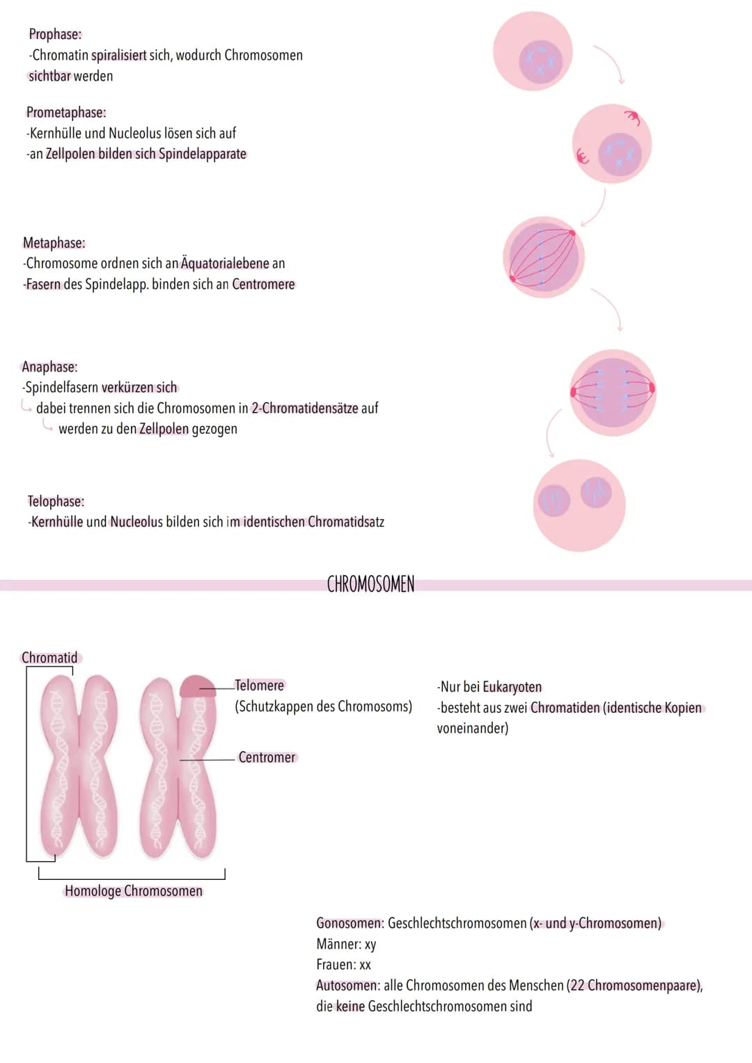 Allgemeiner Aufbau der Zelle:
Zentriolen
(Zentralkörperchen)
Zellmembran.
(Plasmalemma
/Plasmamembran
/Einheitsmembran)
Zytoplasma
(Zelleib)