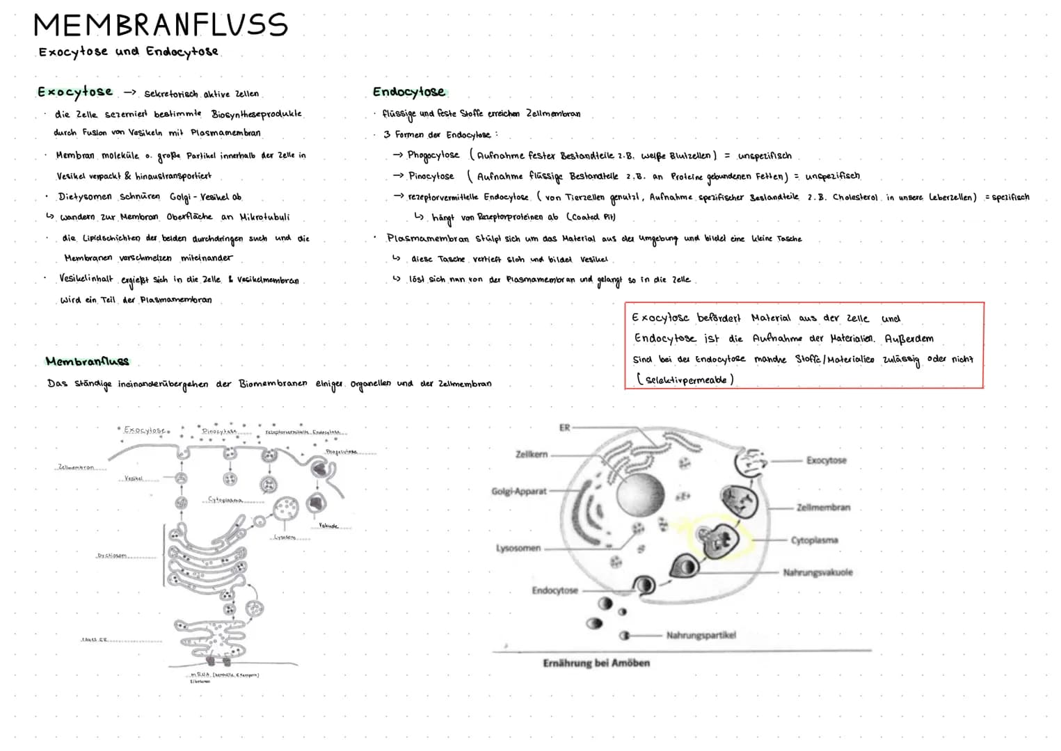 MEMBRANFLVSS
Exocytose und Endocytose.
Exocytose -> sekretorisch aktive Zellen
die Zelle sezerniert bestimmte Biosynthese produkte.
durch Fu