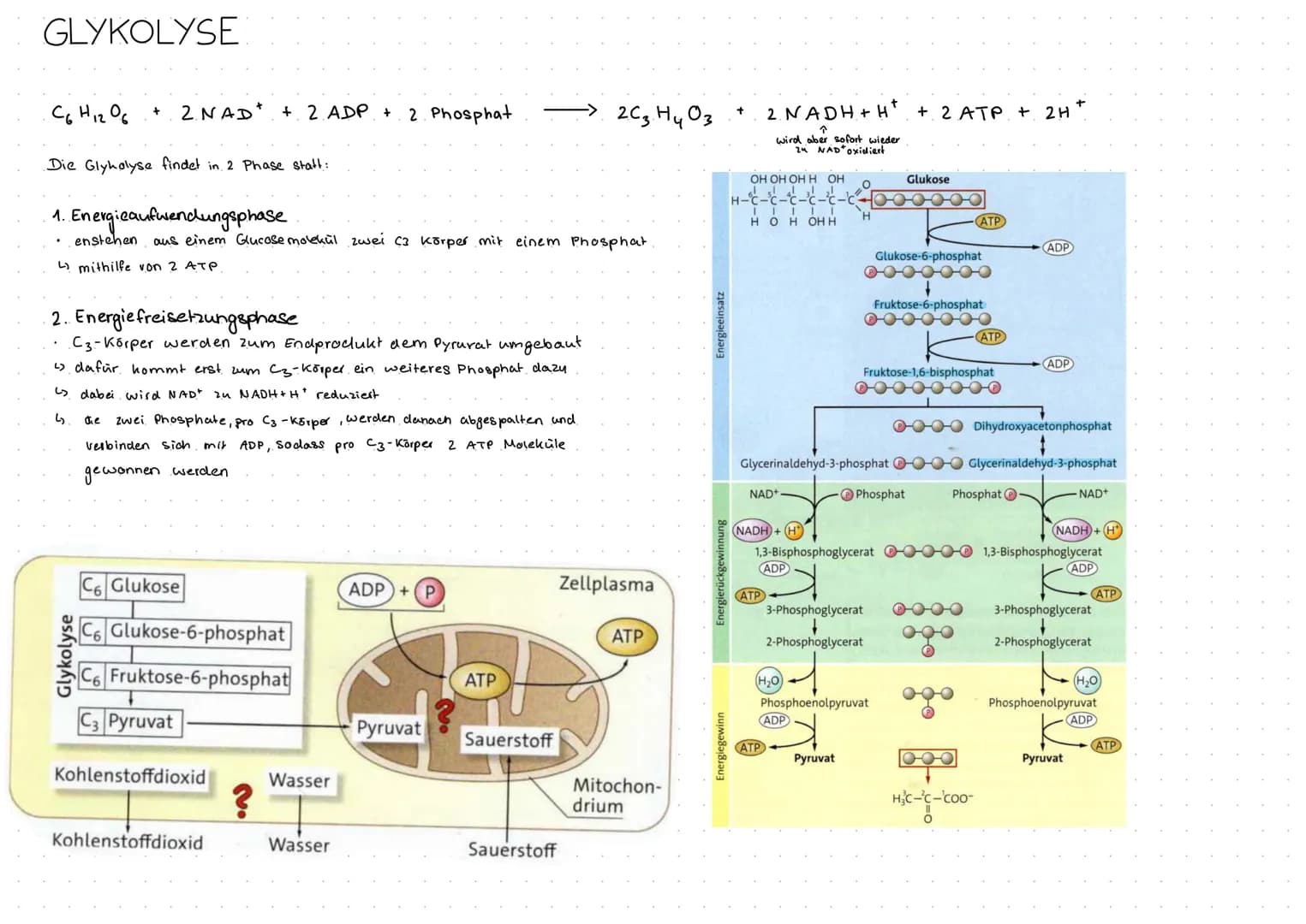 MEMBRANFLVSS
Exocytose und Endocytose.
Exocytose -> sekretorisch aktive Zellen
die Zelle sezerniert bestimmte Biosynthese produkte.
durch Fu